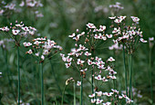 Butomus umbellatus (Doldige Schwanenblume, flower bindweed)