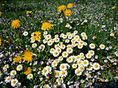Flower meadow with Bellis (daisy), Taraxaxum