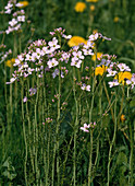 Cardamine pratensis (Meadow Foamwort)