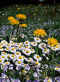 Blumenwiese mit Taraxacum (Löwenzahn), Bellis (Gänseblümchen)