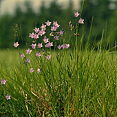 Campanula rotundifolia (Round-leaved bellflower)