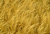Hordeum vulgare (barley), field with ripe grain