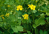 Chelidonium majus (Schöllkraut), alte Heilpflanze für Leber und Galle, der gelbe Milchsaft wird gegen Warzen verwendet