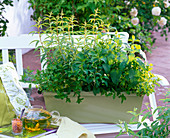 Balcony box with tea herbs