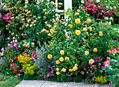 Rosa 'Lisa' (Beetrose von Noack), Lonicera caprifolium und periclymenum