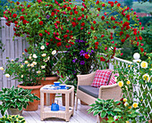 Balcony with Roses: Pink 'Flaming Dance', Pink 'Teasing Georgia'
