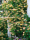 Lonicera caprifolium and periclymenum