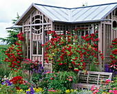 Teahouse: Rosa 'Flammentanz' (climbing roses), 'Lupo' (stem rose)