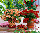 Verbena Flamenco 'Peach', 'Scarlet' (verbena) in pots