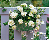 Petunia Sylvana 'Double Champagne' (Stuffed Petunia)