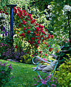 Rosa 'Gruß an Heidelberg' (Kletterrose), Delphinium (Rittersporn)