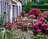 Shade terrace with Hydrangea (Hydrangea), Plectranthus