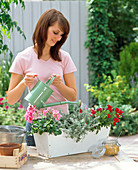 Planting a white wooden box in red and pink (3/4)