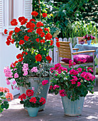 Turquoise pots with different plants