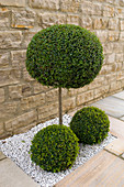 Buxus (boxwood), stems and balls in a recess in the flagstone path