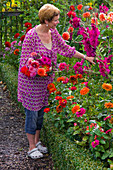 Frau im Bauerngarten schneidet Dahlia (Dahlien) und Gladiolus (Gladiolen)