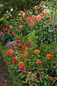 Bauerngarten mit Dahlia 'Balego's Glory' 'Renato Tozio' 'Lady Darlene'