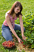 Junge Frau bei der Ernte von Fragaria (Erdbeeren)