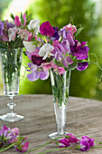 Lathyrus odoratus (sweetpea) in champagne glasses