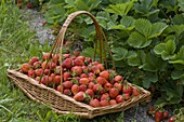 Korb mit frisch gepflückten Fragaria (Erdbeeren)