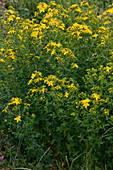 Hypericum perforatum (St. John's wort)