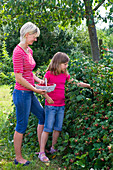 Mother and daughter picking rubus (raspberries)