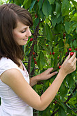Young woman picking sweet cherries