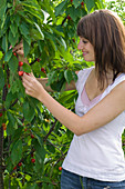Young woman picking sweet cherries