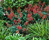 Phygelius candydrop 'Salmon' (Cape fuchsia)