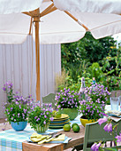 Table decoration with Campanula cochlearifolia 'Bavaria Blue'