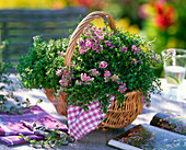 Wicker basket with Thymus praecox 'Minor' (thyme)