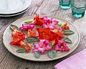 Blossoms of Gladiolus (Gladiolus) and leaves of Salvia (Sage) on