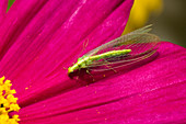 Wothe : Chrysopidae (Florfliege, Goldauge), wichtiger Nützling, Larven fressen Blattläuse und Milben