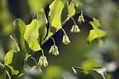 Wothe: Polygonatum odoratum (Many-flowered Solomon's seal, Many-flowered whiteroot)