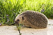 Wothe: Erinaceidae (hedgehog)