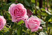 Rosa 'Gertrude Jekyll' (Englische Rose), duftend, robust, öfterblühend