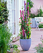 Lathyrus odoratus (sweet pea) in containers