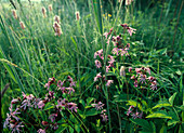 Flower meadow with Lychnis flos-cuculi (Cuckoo's campion) in Upper Bavaria