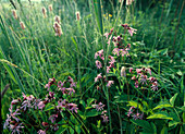 Blumenwiese mit Lychnis flos-cuculi (Kuckucks-Lichtnelke) in Oberbayern