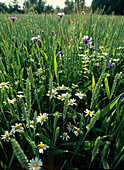 Feld mit Triticum (Weizen), Chamomilla (Kamille) und Centaurea