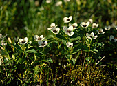 Cornus suecica (Schwedischer Hartriegel), blühend, für Ufer und Sumpfraender