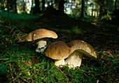 Boletus edulis (Boletus edulis)