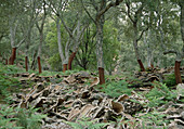 Quercus suber (cork oak) freshly peeled