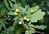 Eichengallen an Quercus (Eiche)