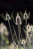 Dipsacus silvestris syn fullonum (wild cardoon)