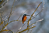 Alcedo atthis (Kingfisher)