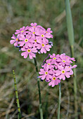 Primula farinosa (Mehlprimel)