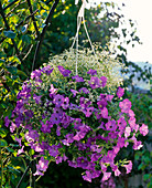 hanging basket with Petunia Conchita 'Azur' (Petunias), Euphorbia