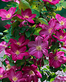 Clematis 'Ville de Lyon' (Waldrebe)