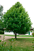 Liriodendron tulipifera (Tulpenbaum)